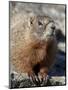 Yellow-Bellied Marmot (Marmota Flaviventris), Shoshone Nat'l Forest, Wyoming, USA-James Hager-Mounted Photographic Print