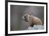 Yellow-bellied marmot (yellowbelly marmot) (Marmota flaviventris) calling, San Juan National Forest-James Hager-Framed Photographic Print