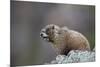 Yellow-bellied marmot (yellowbelly marmot) (Marmota flaviventris) calling, San Juan National Forest-James Hager-Mounted Photographic Print