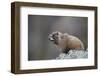 Yellow-bellied marmot (yellowbelly marmot) (Marmota flaviventris) calling, San Juan National Forest-James Hager-Framed Photographic Print