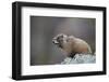 Yellow-bellied marmot (yellowbelly marmot) (Marmota flaviventris) calling, San Juan National Forest-James Hager-Framed Photographic Print