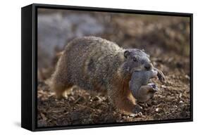Yellow-Bellied Marmot (Yellowbelly Marmot) (Marmota Flaviventris) Carrying a Pup-James Hager-Framed Stretched Canvas