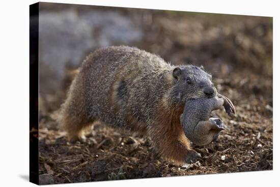 Yellow-Bellied Marmot (Yellowbelly Marmot) (Marmota Flaviventris) Carrying a Pup-James Hager-Stretched Canvas