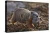 Yellow-Bellied Marmot (Yellowbelly Marmot) (Marmota Flaviventris) Carrying a Pup-James Hager-Stretched Canvas