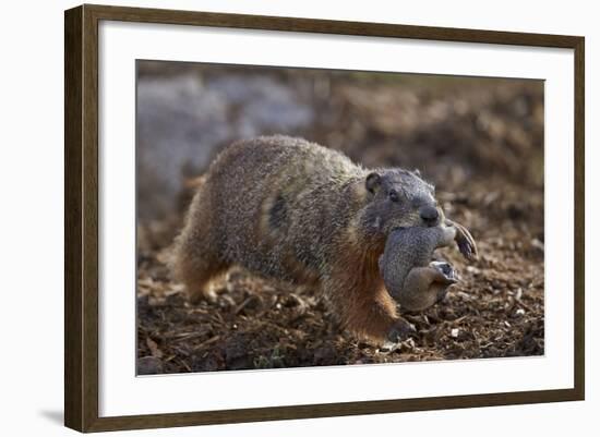 Yellow-Bellied Marmot (Yellowbelly Marmot) (Marmota Flaviventris) Carrying a Pup-James Hager-Framed Photographic Print