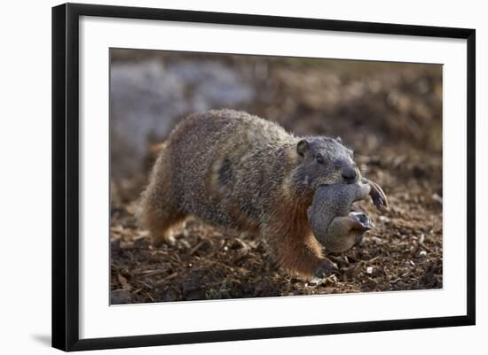 Yellow-Bellied Marmot (Yellowbelly Marmot) (Marmota Flaviventris) Carrying a Pup-James Hager-Framed Photographic Print