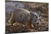 Yellow-Bellied Marmot (Yellowbelly Marmot) (Marmota Flaviventris) Carrying a Pup-James Hager-Mounted Photographic Print