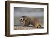 Yellow-Bellied Marmot (Yellowbelly Marmot) (Marmota Flaviventris) Carrying a Pup-James Hager-Framed Photographic Print