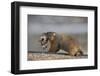 Yellow-Bellied Marmot (Yellowbelly Marmot) (Marmota Flaviventris) Carrying a Pup-James Hager-Framed Photographic Print