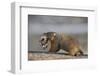 Yellow-Bellied Marmot (Yellowbelly Marmot) (Marmota Flaviventris) Carrying a Pup-James Hager-Framed Photographic Print