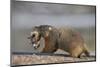 Yellow-Bellied Marmot (Yellowbelly Marmot) (Marmota Flaviventris) Carrying a Pup-James Hager-Mounted Photographic Print