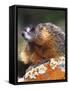 Yellow-bellied Marmot, Yellowstone National Park, Wyoming, USA-Rob Tilley-Framed Stretched Canvas