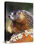 Yellow-bellied Marmot, Yellowstone National Park, Wyoming, USA-Rob Tilley-Stretched Canvas