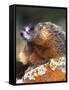 Yellow-bellied Marmot, Yellowstone National Park, Wyoming, USA-Rob Tilley-Framed Stretched Canvas