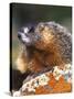 Yellow-bellied Marmot, Yellowstone National Park, Wyoming, USA-Rob Tilley-Stretched Canvas