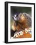 Yellow-bellied Marmot, Yellowstone National Park, Wyoming, USA-Rob Tilley-Framed Photographic Print