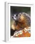 Yellow-bellied Marmot, Yellowstone National Park, Wyoming, USA-Rob Tilley-Framed Photographic Print