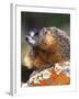 Yellow-bellied Marmot, Yellowstone National Park, Wyoming, USA-Rob Tilley-Framed Photographic Print