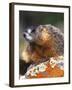 Yellow-bellied Marmot, Yellowstone National Park, Wyoming, USA-Rob Tilley-Framed Photographic Print