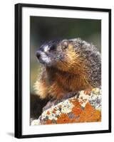 Yellow-bellied Marmot, Yellowstone National Park, Wyoming, USA-Rob Tilley-Framed Photographic Print