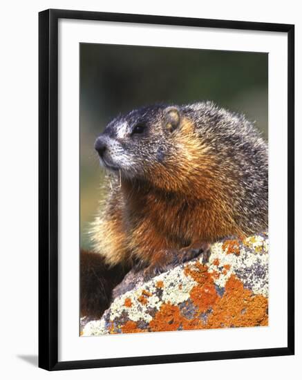 Yellow-bellied Marmot, Yellowstone National Park, Wyoming, USA-Rob Tilley-Framed Photographic Print