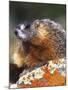 Yellow-bellied Marmot, Yellowstone National Park, Wyoming, USA-Rob Tilley-Mounted Photographic Print