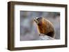 Yellow Bellied Marmot-null-Framed Art Print