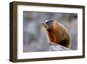 Yellow Bellied Marmot-null-Framed Art Print