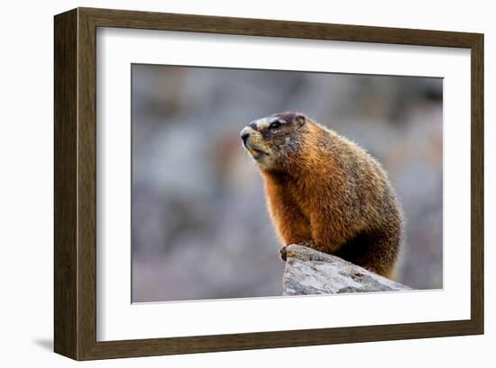 Yellow Bellied Marmot-null-Framed Art Print