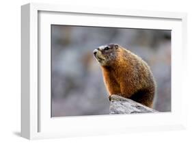 Yellow Bellied Marmot-null-Framed Art Print