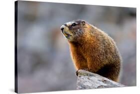 Yellow Bellied Marmot-null-Stretched Canvas