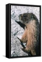 Yellow-Bellied Marmot-George D Lepp-Framed Stretched Canvas