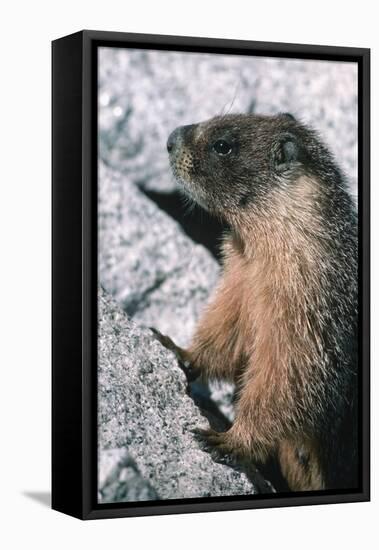 Yellow-Bellied Marmot-George D Lepp-Framed Stretched Canvas