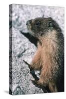 Yellow-Bellied Marmot-George D Lepp-Stretched Canvas