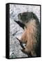 Yellow-Bellied Marmot-George D Lepp-Framed Stretched Canvas