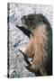 Yellow-Bellied Marmot-George D Lepp-Stretched Canvas