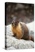 Yellow-Bellied Marmot-Kevin Schafer-Stretched Canvas