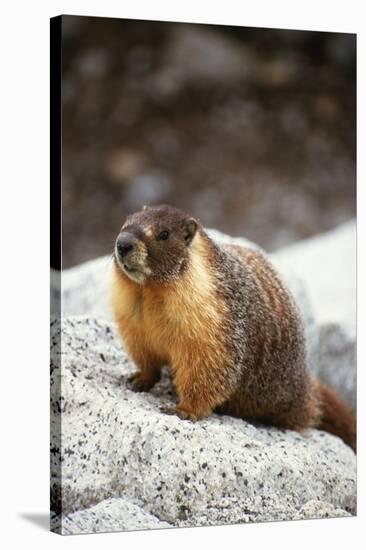 Yellow-Bellied Marmot-Kevin Schafer-Stretched Canvas