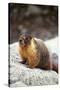 Yellow-Bellied Marmot-Kevin Schafer-Stretched Canvas