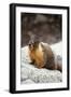 Yellow-Bellied Marmot-Kevin Schafer-Framed Premium Photographic Print