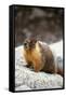 Yellow-Bellied Marmot-Kevin Schafer-Framed Stretched Canvas