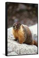 Yellow-Bellied Marmot-Kevin Schafer-Framed Stretched Canvas