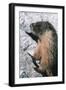 Yellow-Bellied Marmot-George D Lepp-Framed Photographic Print