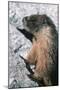 Yellow-Bellied Marmot-George D Lepp-Mounted Photographic Print