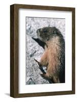 Yellow-Bellied Marmot-George D Lepp-Framed Photographic Print