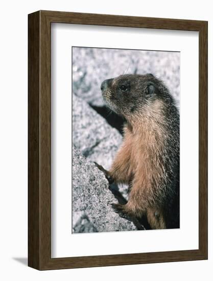 Yellow-Bellied Marmot-George D Lepp-Framed Photographic Print