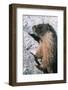 Yellow-Bellied Marmot-George D Lepp-Framed Photographic Print