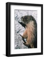 Yellow-Bellied Marmot-George D Lepp-Framed Photographic Print