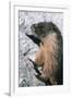 Yellow-Bellied Marmot-George D Lepp-Framed Photographic Print