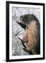 Yellow-Bellied Marmot-George D Lepp-Framed Photographic Print